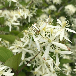 Current Featured Plants - Products
