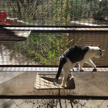 Cats