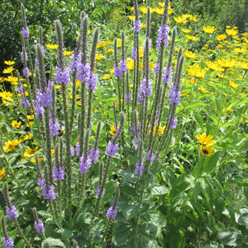 Hoary Vervain / Verbena stricta