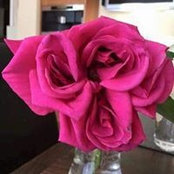 Lisa Swabel's photo