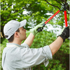 Nash Tree Removal
