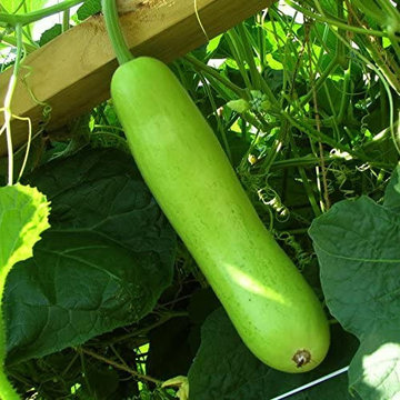 Buy Organic Vegetables Online | Raw Leaf Story