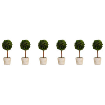 6" Tall Preserved Boxwood Topiary, Ball Shaped (Set of 6)