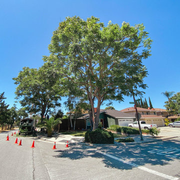 Crown Thinning of 2 Street Trees