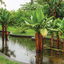 BANANA PALM TREES