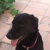 Alain Mangiapane's photo