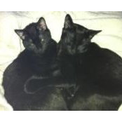 Tina Sickles Holub's photo
