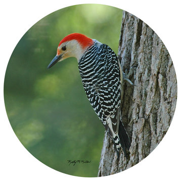 Andreas Kathy Miller Red Bellied Woodpecker
