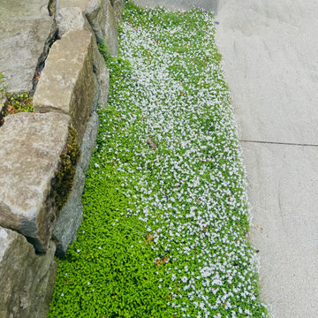 Moss gardens