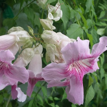 Flowers and Blooms