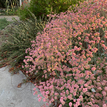California Native Garden and Bioswale