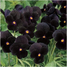 Black Garden