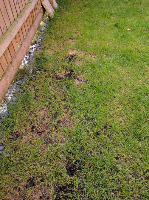 Garden help Grass dying? Houzz UK