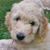gpdoodle pupss billede