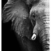 Nicholas Krejcha's photo