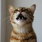 Jane Lombardo's photo