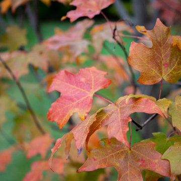 Southborough Backyard