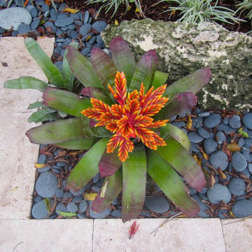 Front Yard Landscape South Florida