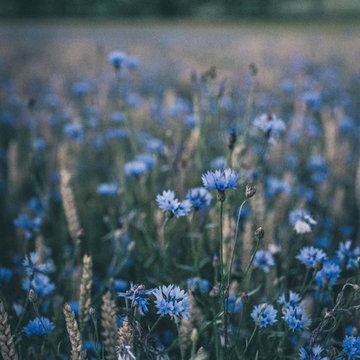 Perennials, shrubs and other ideas