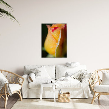 Dew on Yellow Rose Floral Wall Art Prints
