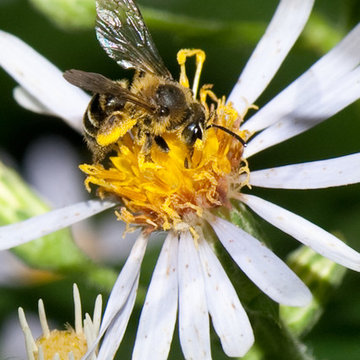 Great Design Plant: Large Leaved Aster