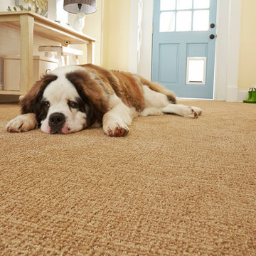 STAINMASTER® PetProtect™ carpet