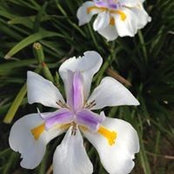 Tamar Starck's photo