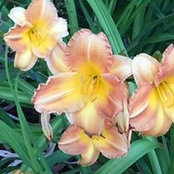Shelly Zeman Peterman's photo