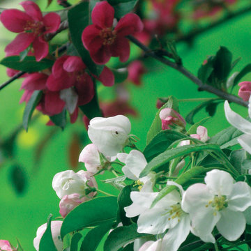 Plant Ideas & Colorful Combinations