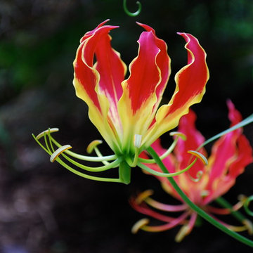 Favorite Plants and Cool Stuff