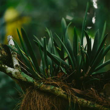 South Florida Rainforest