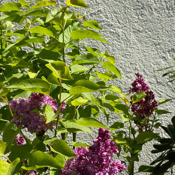 Couleur Lilas