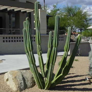Southwestern Plants