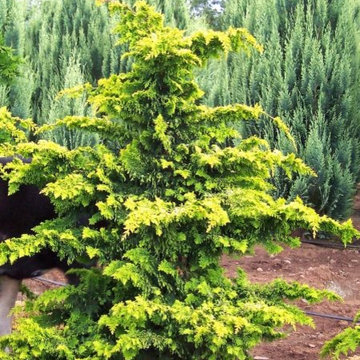 Dwarf Hinoki Cypress 'Confucius'
