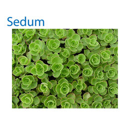 Common Perennial Types - Products
