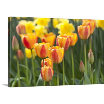 Tulip March II Wrapped Canvas Art Print, 18"x12"x1.5"