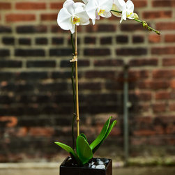 Home Orchids 2017 - Products