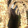 hez_true_jazz