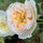 michelle_ferron