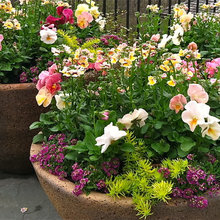 5 problemas comunes en el jardín y cómo solucionarlos