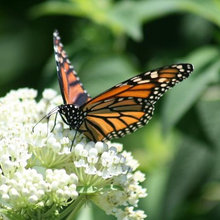 Butterfly Garden
