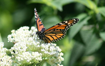 Be a Butterfly Savior — Garden for the Monarchs