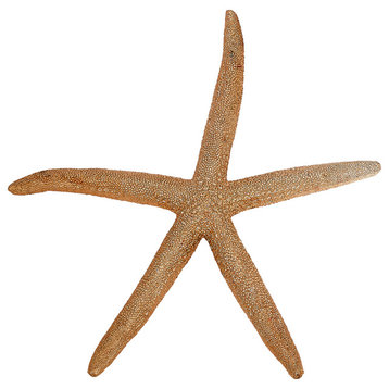 Metallic Finger Starfish, Set of 3, Copper, 12"