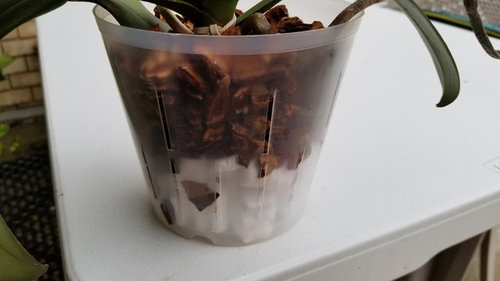 Is it normal for new orchid bark to dye water? Third try at repotting.
