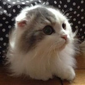 Tomoko Munjak's photo