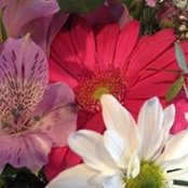 Laura D'Alessio's photo