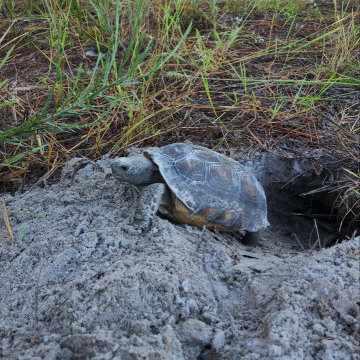 Gopher Tortoise Relocation