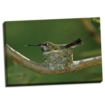 Fine Art Photograph, Hummingbird 2, Hand-Stretched Canvas