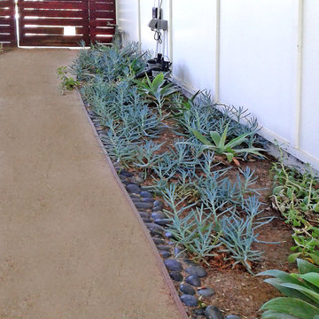 Drought Tolerant Plants
