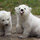 webuser_4511417